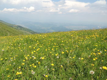 Yellow flowering plants on field against sky