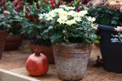 Close-up of potted plant on table