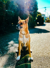 Dogs on road