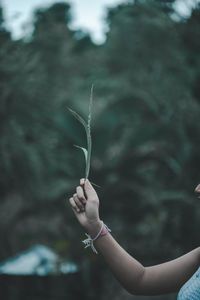Close-up of woman hand holding plant