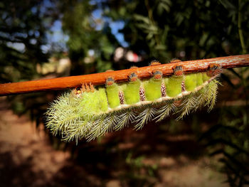 Close-up of insect on plant