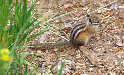 Close-up of squirrel eating grass