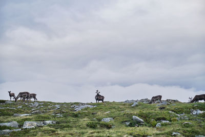 Scenic view of reindeer in the mountais