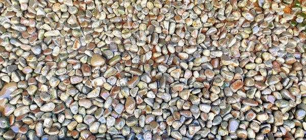 Full frame shot of shells on beach