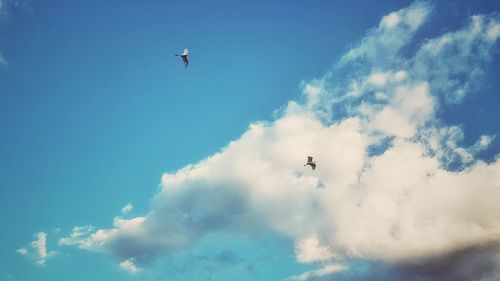 Low angle view of birds flying in sky