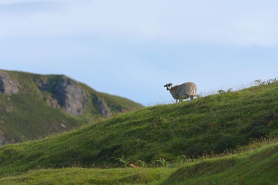 A lone sheep roams the scottish island of raasay. amongst long wild grass and mountains 