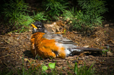 Close-up of robin on field