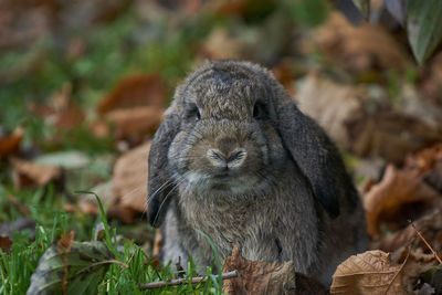 Close-up portrait of rabbit on field