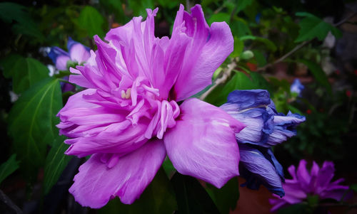 Close-up of purple flower