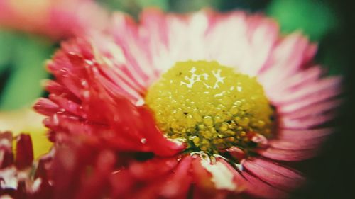 Close-up of fresh red flower blooming outdoors