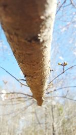 Close-up of lizard on tree against sky