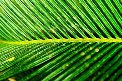 Close-up of leaves