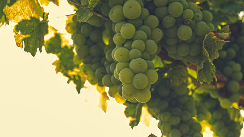 Close-up of grapes growing in vineyard