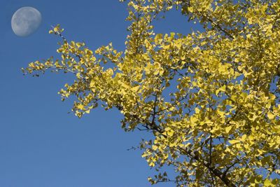 Low angle view of tree against blue sky