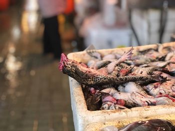 Close-up of frogs for sale