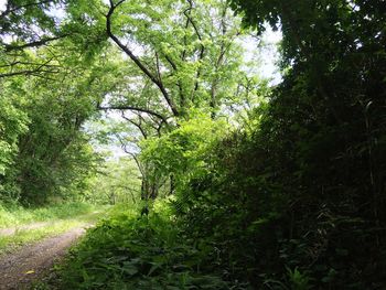 Trees in forest