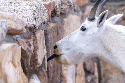 Close-up of deer on rock