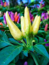Close-up of yellow flower