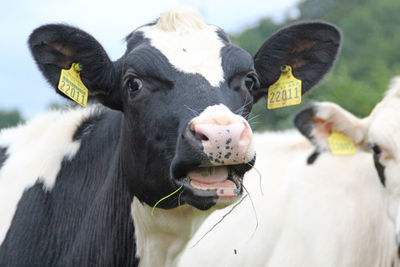 Close-up of cow