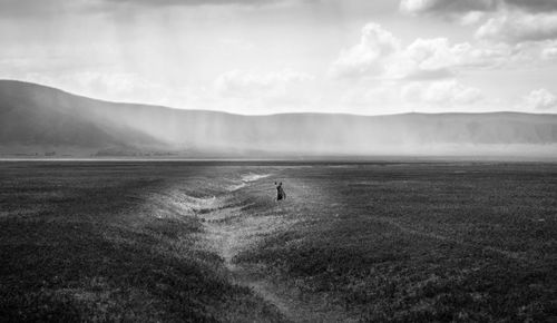 Dog sitting on land against sky