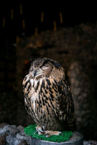 Close-up of a bird looking away