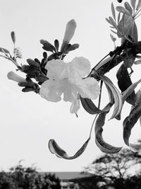 Low angle view of flowers on branch