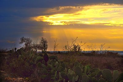 Plants growing on field against sky during sunset