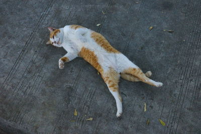 cat