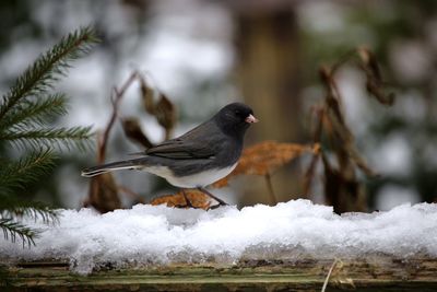 Close-up of bird perching on snow covered plant during winter