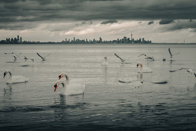 View of swans swimming in lake