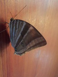 Close-up of butterfly on wall