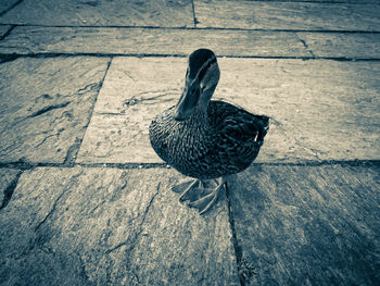 Close-up of bird perching on ground