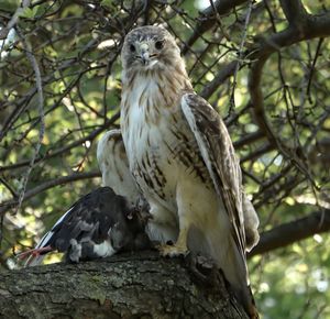 Low angle view of eagle perching on tree