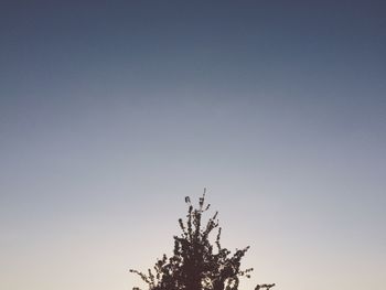 Low angle view of trees against clear sky