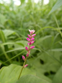 Close-up of pink flowering plant