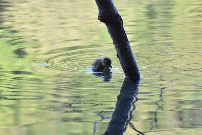Close-up of duck swimming on lake