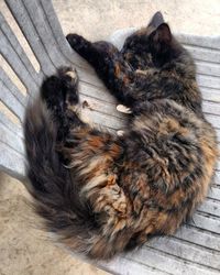 High angle view of cats relaxing