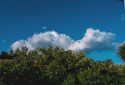 Low angle view of trees against sky