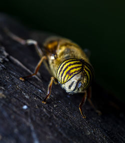 A beautiful macro-photo of a hoverflies compound eyes