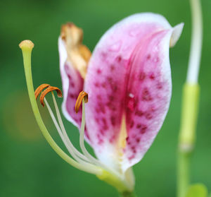 Close-up of butterfly pollinating on pink flower