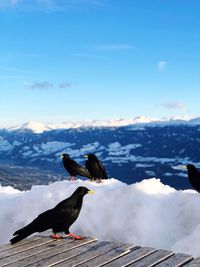 Bird perching on snow covered shore against sky