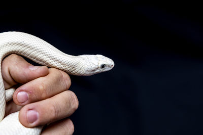 Close-up of a hand feeding over black background