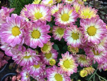 High angle view of pink flowering plants