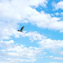 Low angle view of bird flying against sky