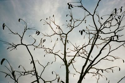 Low angle view of eagle flying against sky