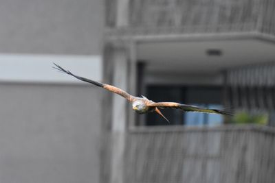 Close-up of flying red kite