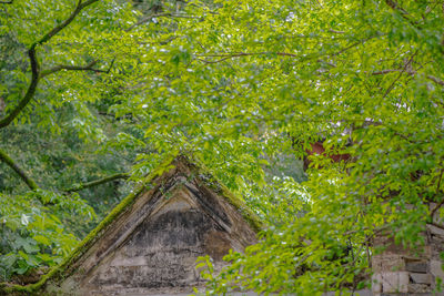 Trees in forest