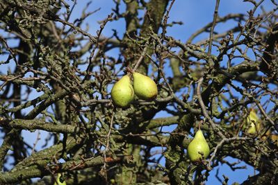 Low angle view of pears growing on tree against blue sky in autumn
