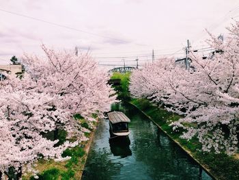 Cherry blossoms on tree against sky