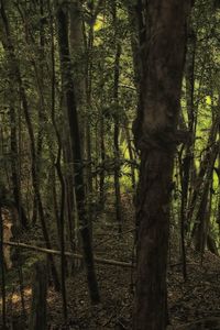 Trees growing in forest